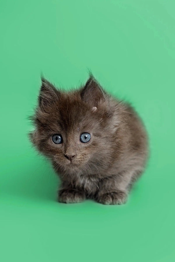 Gray fluffy Maine Coon kitten with bright blue eyes, adorable and playful