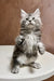 Adorable gray and white Maine Coon kitten standing on hind legs with paws raised