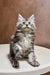 Adorable Maine Coon kitten with gray and white fur sitting upright and curious