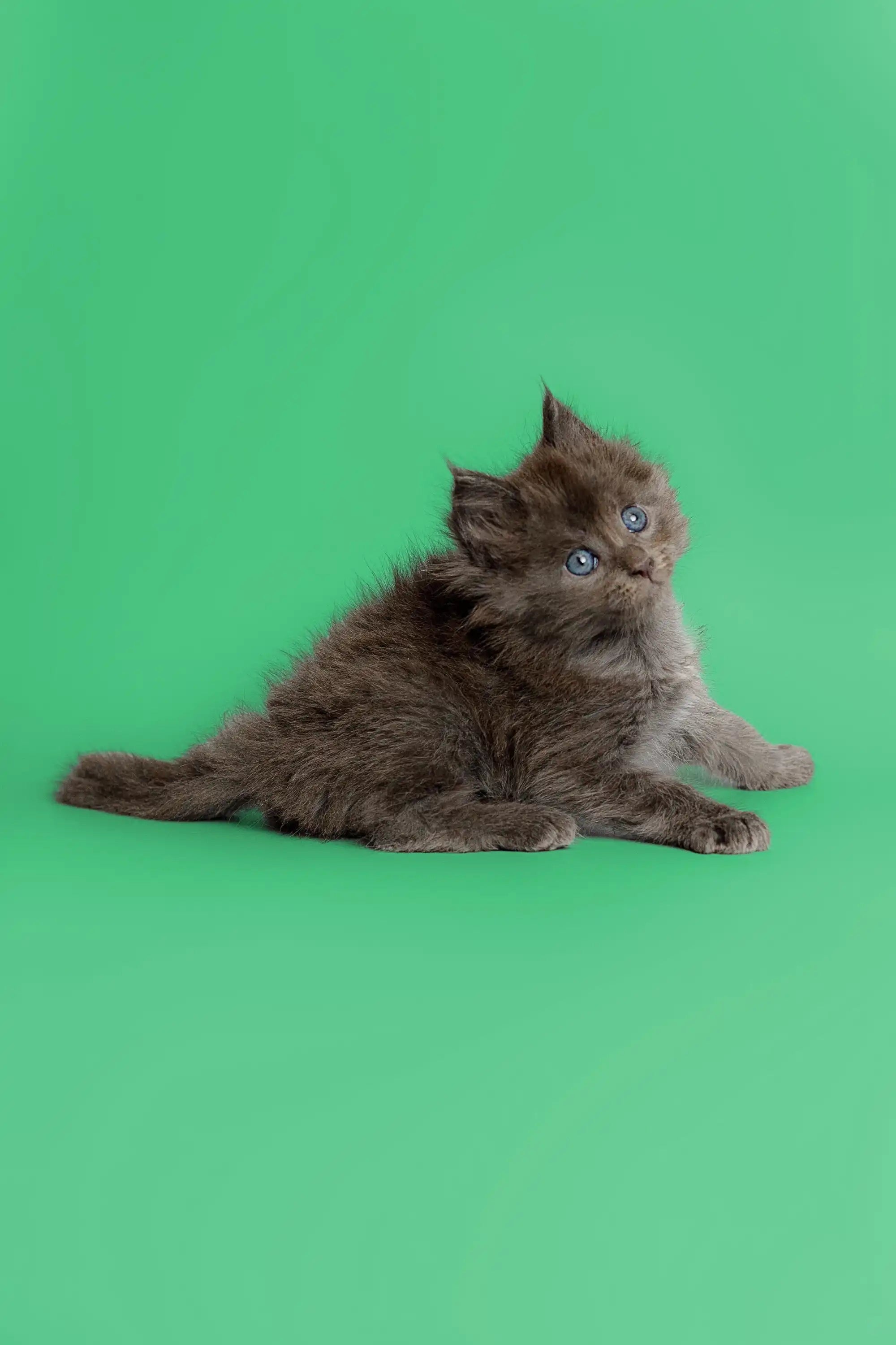 Maine Coon Kittens for Sale Amur | Kitten
