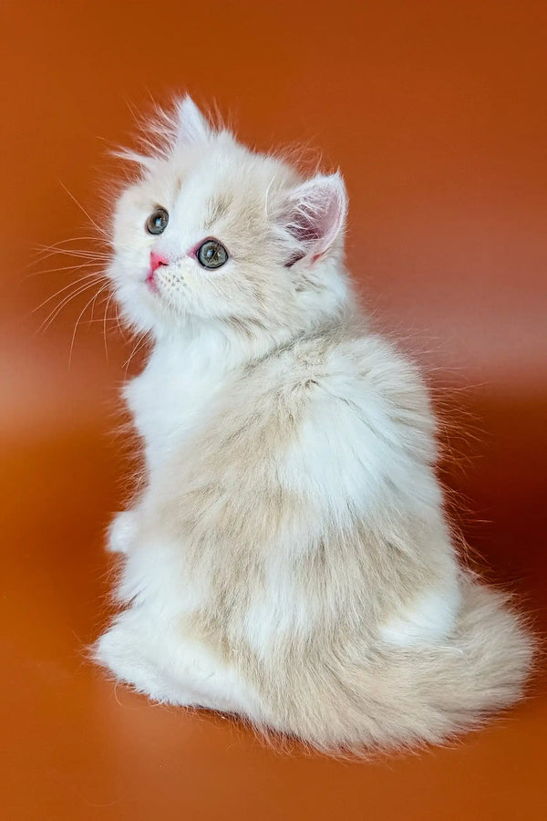 Fluffy white Scottish Straight kitten named Amur with bright blue eyes sitting upright