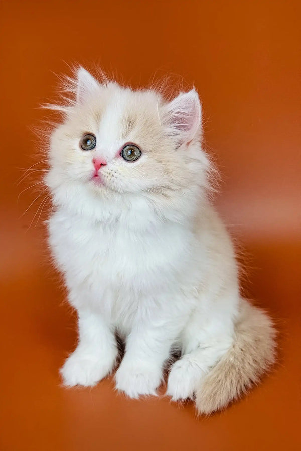 Fluffy white Persian kitten with bright eyes and a pink nose for Amur Scottish Straight