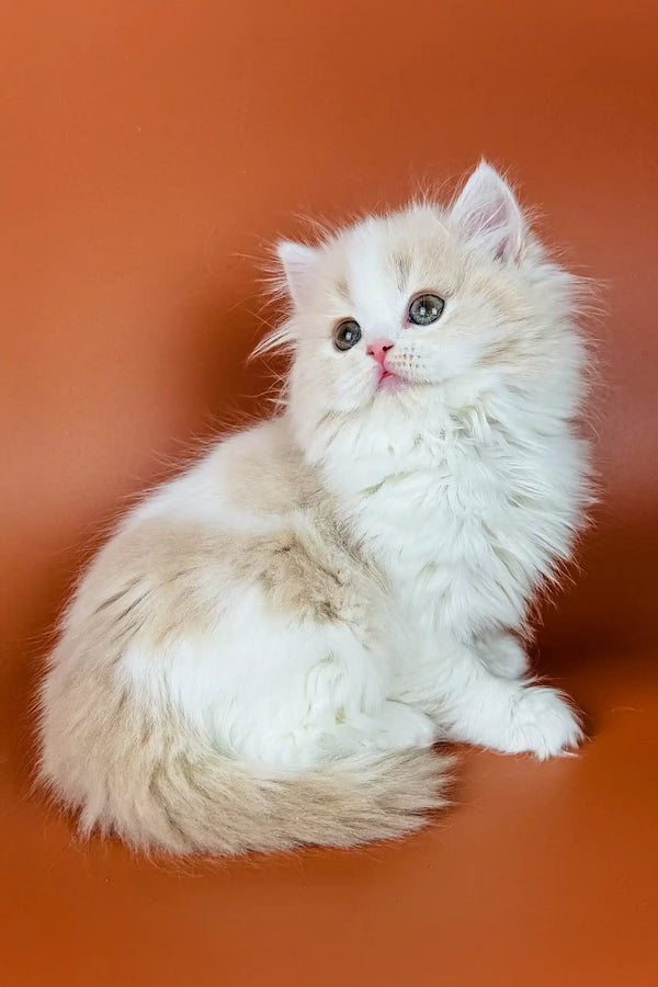 Fluffy white Persian kitten Amur with bright eyes and a cute pink nose