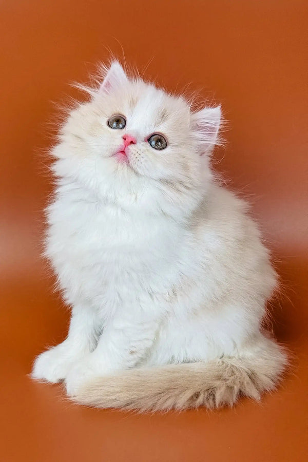 Fluffy white Persian cat with pink nose and round eyes in Amur Scottish Straight Kitten
