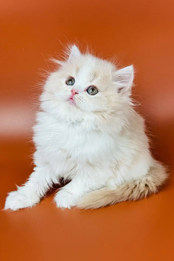 Fluffy white Persian cat with bright eyes and pink nose for Amur Scottish Straight Kitten