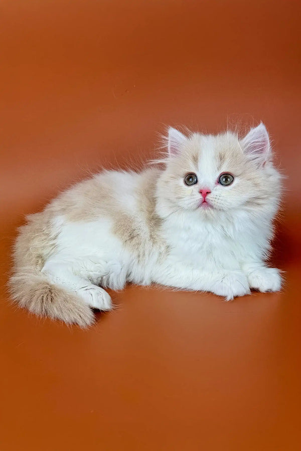 Fluffy white Persian cat with blue eyes and pink nose in Amur Scottish Straight Kitten