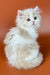 Fluffy white Persian cat with bright eyes and pink nose in Amur Scottish Straight Kitten