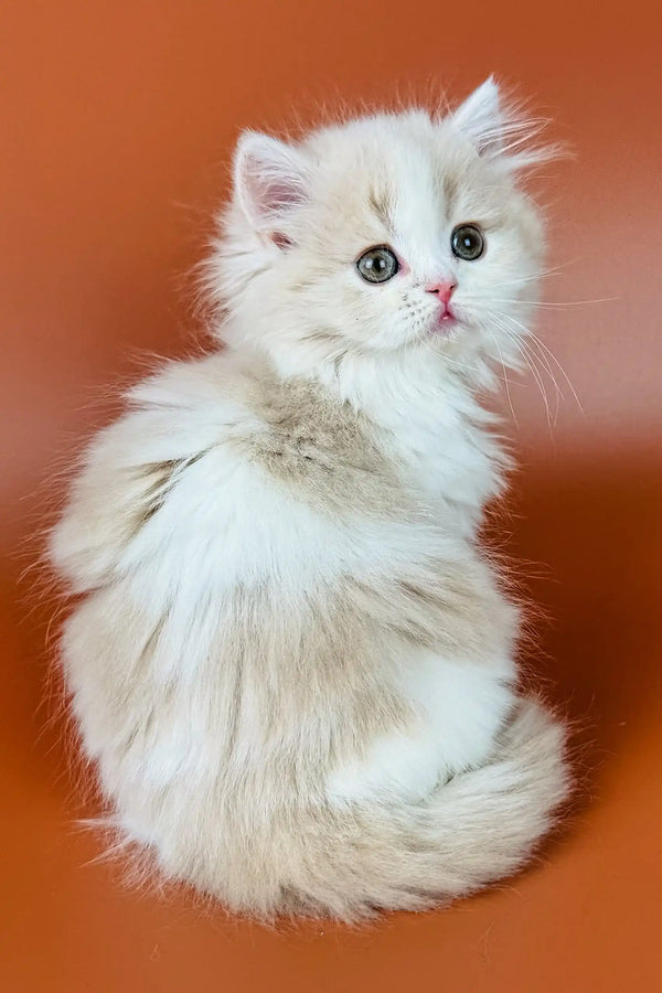 Fluffy white Persian cat with bright eyes and pink nose in Amur Scottish Straight Kitten