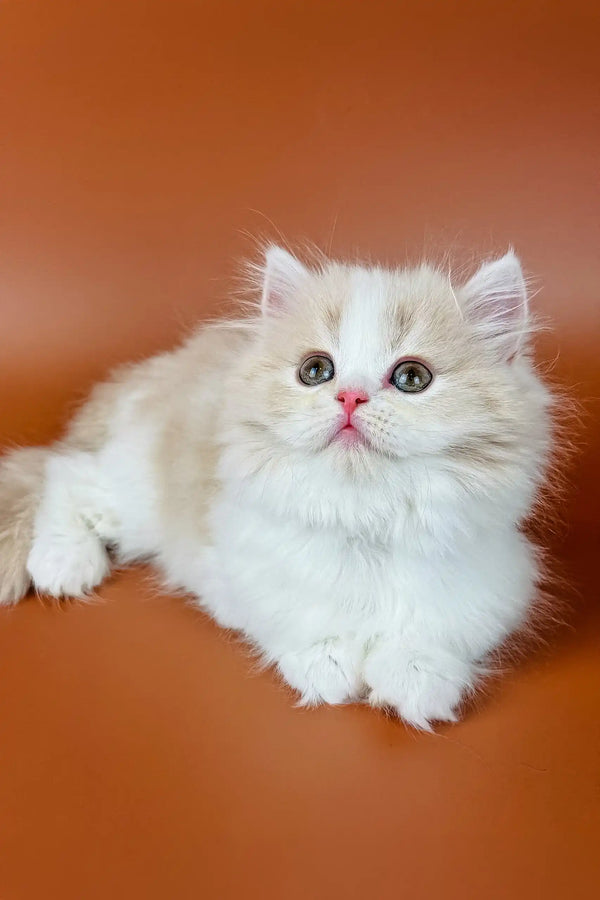 Fluffy white Persian cat with blue eyes and pink nose in Amur Scottish Straight Kitten