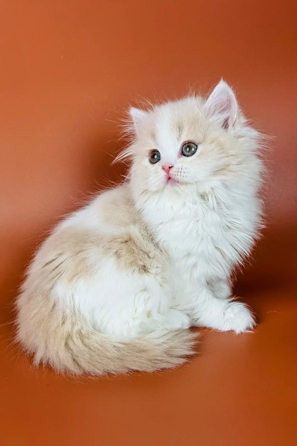 Fluffy white Persian kitten with a sweet expression for Amur Scottish Straight Kitten