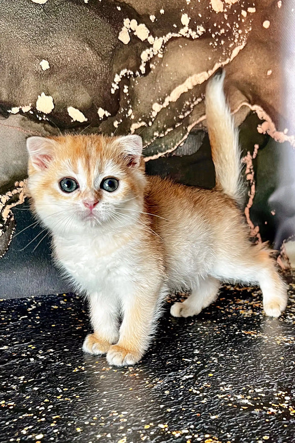 Adorable orange and white Scottish Straight kitten with wide eyes in Amur product