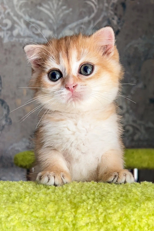 Adorable Scottish Straight Kitten named Amur with big blue eyes and orange-white fur