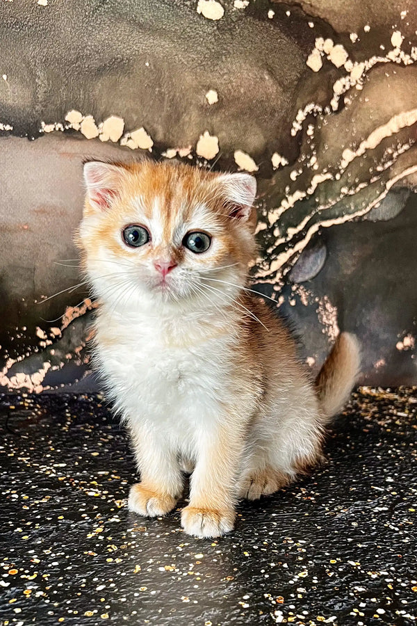 Adorable Scottish Straight Kitten named Amur with big blue eyes and orange-white fur