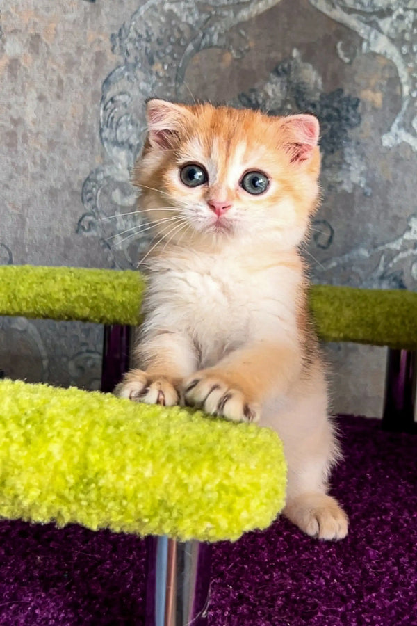 Adorable Scottish Straight Kitten with big eyes on bright green surface, super cute!
