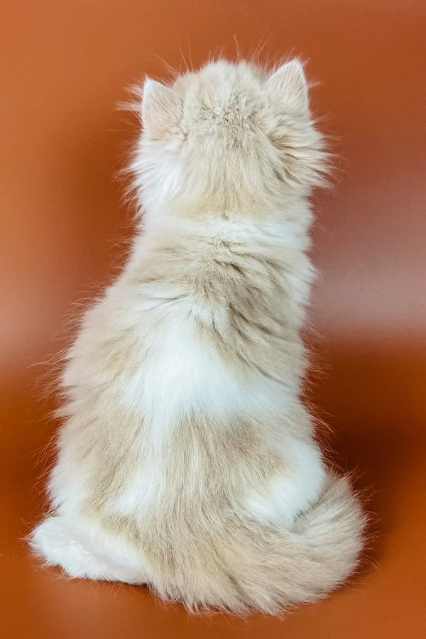 White fluffy cat sitting with back turned, showcasing Amur Scottish Straight Kitten