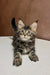 Adorable Maine Coon kitten with wide eyes and fluffy fur, perfect for pet lovers