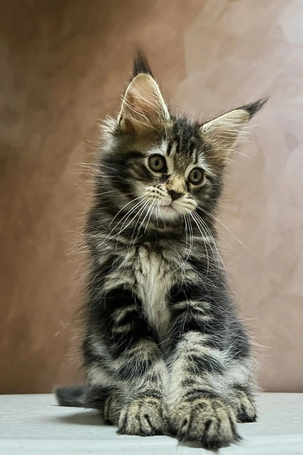 Adorable Maine Coon kitten with fluffy fur and alert expression, ready for fun