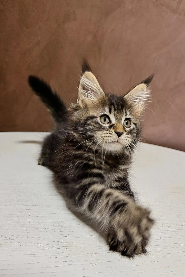 Fluffy Maine Coon kitten with alert eyes and perked ears, super cute and playful