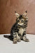 Fluffy Maine Coon kitten with cute ear tufts sitting upright and ready for play