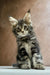 Adorable Maine Coon kitten with fluffy fur and an alert expression