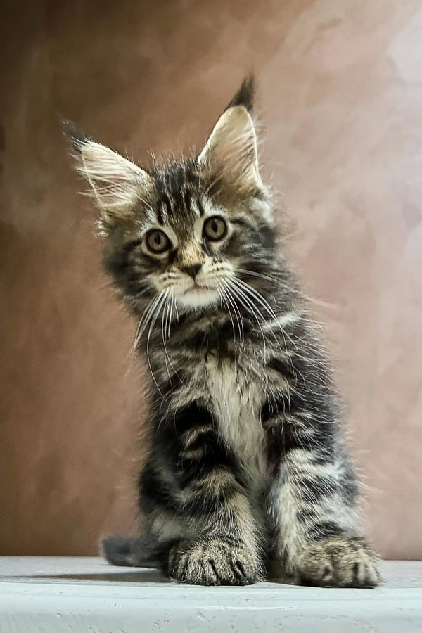 Adorable Maine Coon kitten with fluffy fur and an alert expression