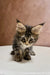 Adorable Maine Coon kitten with fluffy fur and alert eyes, perfect for your home