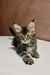 Adorable Maine Coon kitten with fluffy fur and an alert expression