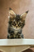 Adorable tabby Maine Coon kitten with large ears and wide eyes looking playful