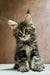 Adorable Maine Coon kitten with fluffy fur and alert expression for Amura product