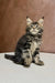 Fluffy Maine Coon kitten sitting upright with an alert expression, looking adorable