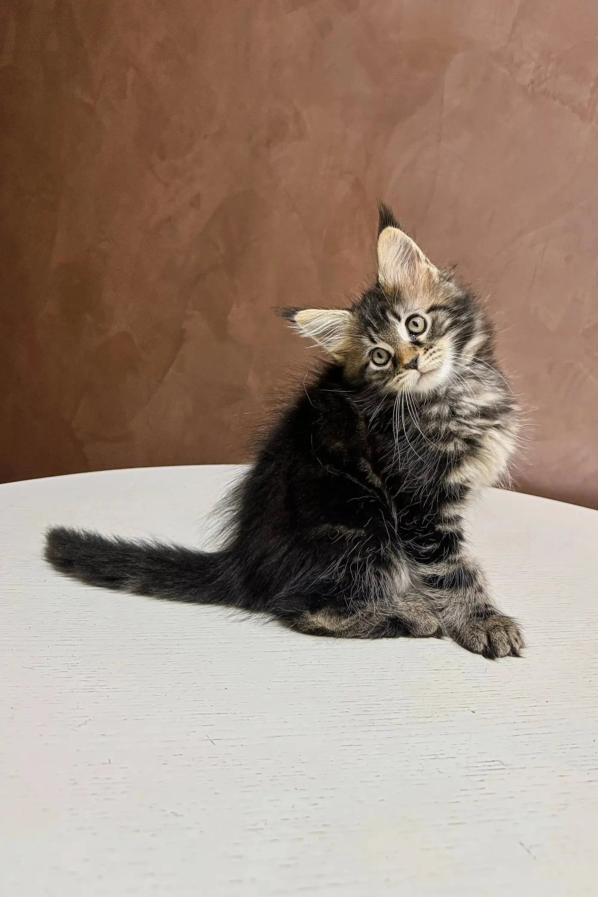Maine Coon Kittens for Sale Amura | Kitten