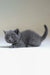 Gray kitten in a crouch for Anan, the adorable Scottish Straight Kitten