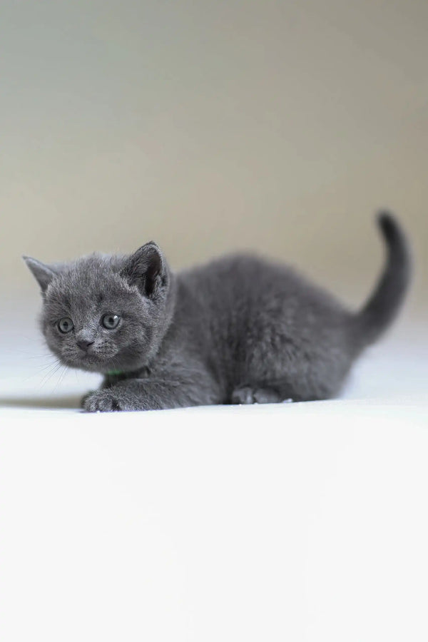 Gray kitten in a crouch for Anan, the adorable Scottish Straight Kitten