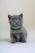 Gray kitten wearing a green collar, perfect for Anan the Scottish Straight Kitten