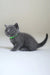 Gray kitten with green collar from Anan Scottish Straight Kitten collection