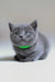 Gray kitten wearing a green collar from Anan Scottish Straight Kitten collection