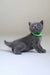 Gray Scottish Straight kitten wearing a cute green collar from Anan