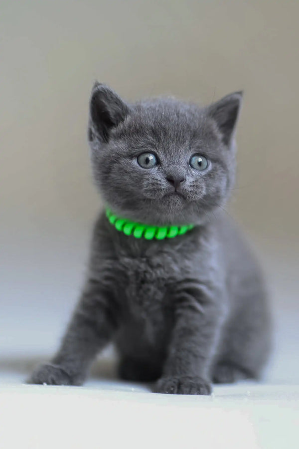 Gray kitten with a green collar in the Anan Scottish Straight Kitten product