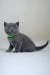 Gray kitten with green collar in Anan Scottish Straight product photo