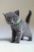 Gray kitten with a green collar showcasing Anan, a Scottish Straight breed