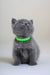 Gray Scottish Straight kitten named Anan wearing a cute green collar