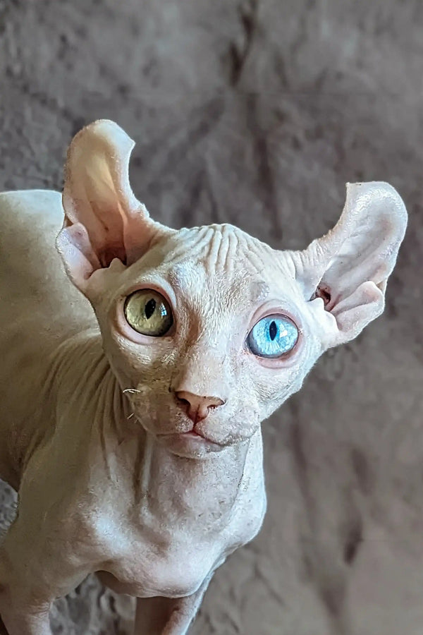 Hairless Sphynx cat with blue and green eyes in Anarion Elf Sphynx Kitten product