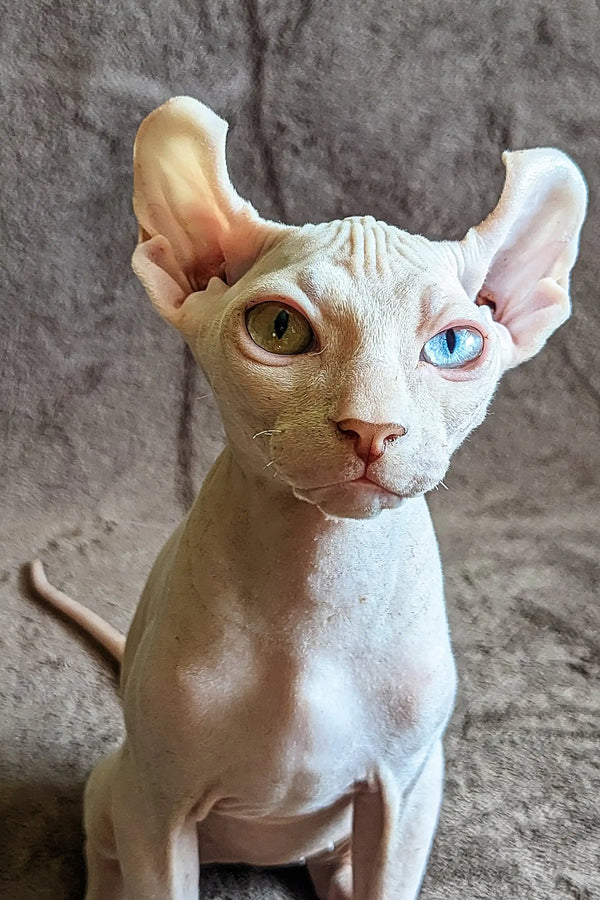 Hairless Sphynx cat with unique eye colors featured in Anarion Elf Sphynx Kitten