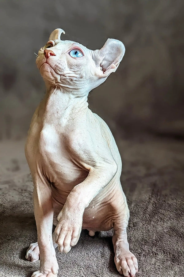 Hairless Sphynx cat sitting upright with blue eyes in Anarion Elf Sphynx Kitten product