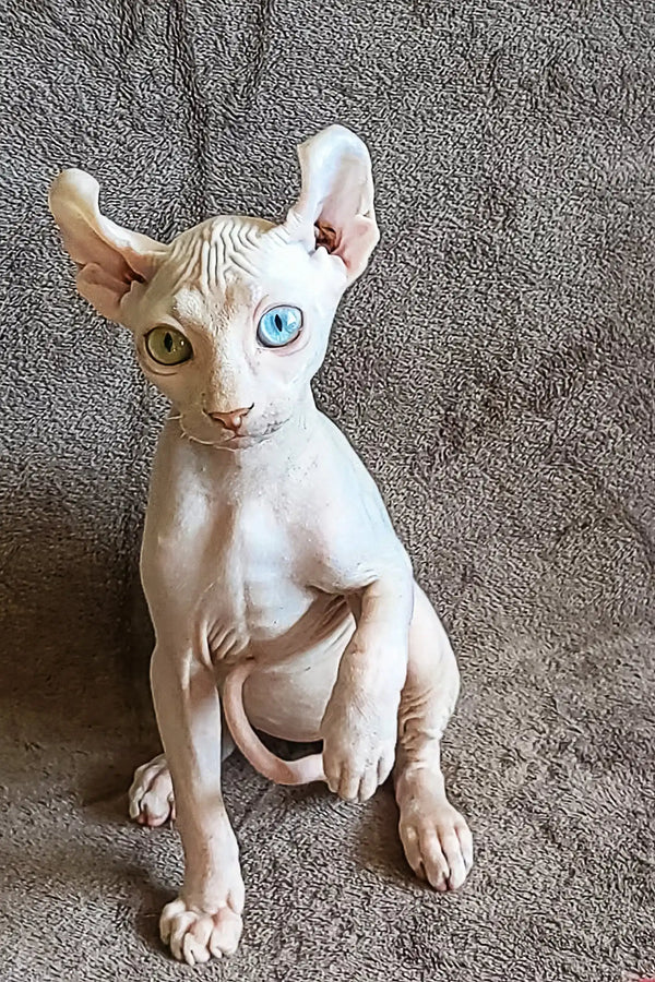 Hairless Sphynx cat with blue eyes sitting upright in Anarion Elf Sphynx Kitten product