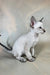 Anchous | oriental shorthair kitten