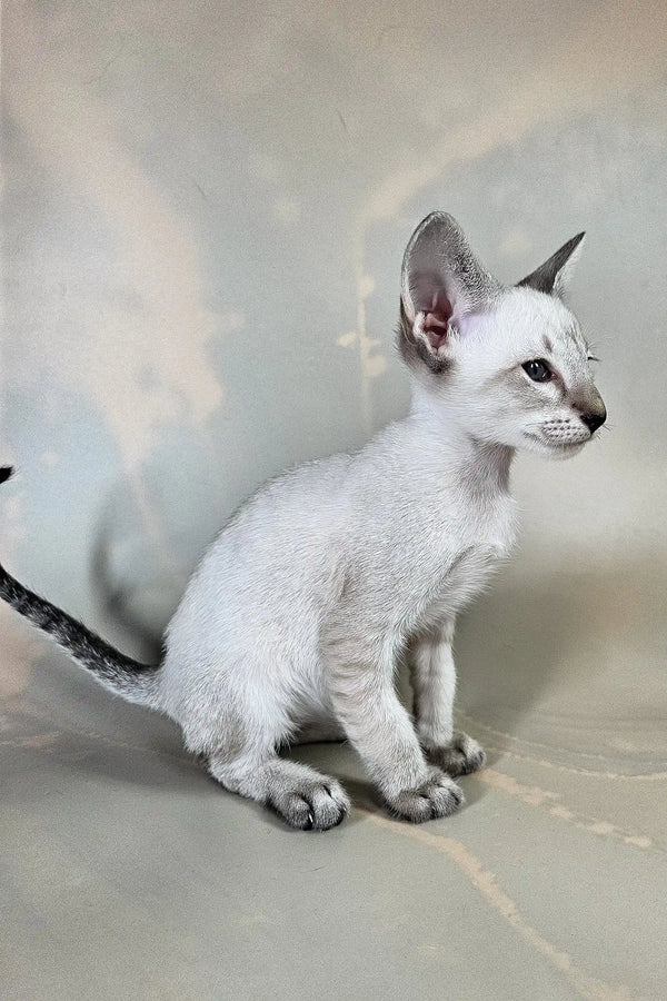 Anchous | oriental shorthair kitten