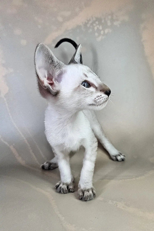 Anchous | oriental shorthair kitten