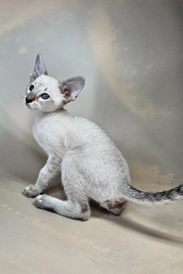 Anchous | oriental shorthair kitten