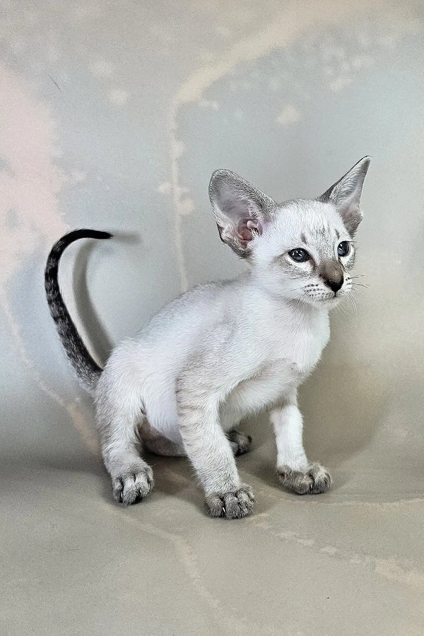 Anchous | oriental shorthair kitten